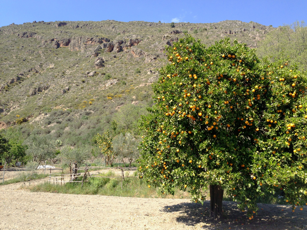 Cultivated field in the dry Low Alpujarras